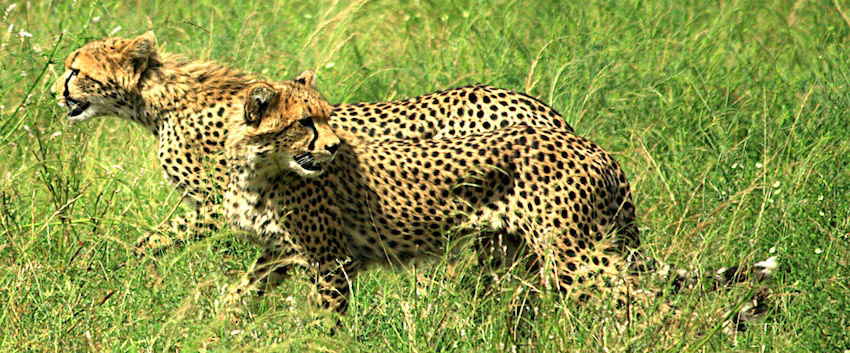 Cheetah Coalition of Males Cheetah Coalition of Males