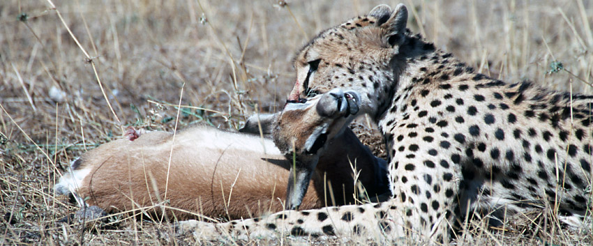 Clamping The Gazelle's Throat Clamping The Gazelle's Throat