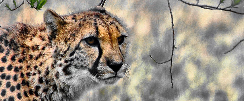 Cheetah Anatomy Cheetah Anatomy