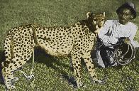 Asiatic Cheetah On A Rope