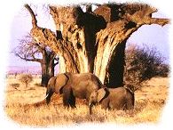 Mother & child elephant and Baobab tree, Tarangire, Tanzania
