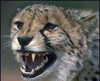 Cheetah-Teeth