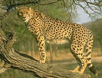Cheetah Up A Tree