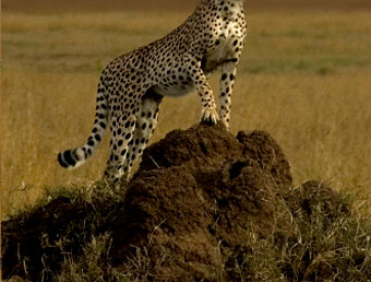 Cheetah Scanning from a termite mound