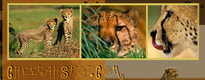 Cheetah Photos