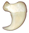 Front Claw