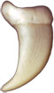 Dew Claw