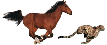 Horse vs. Cheetah