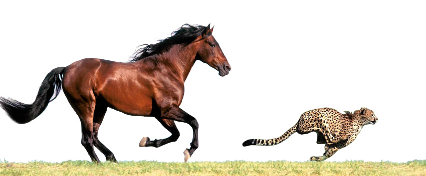 Horse and Cheetah Running