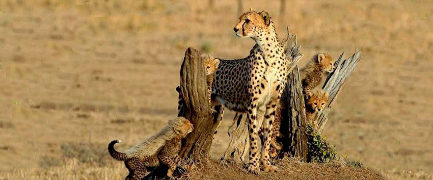 Mother and Young Mother and Young